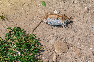 Dead red and white rat lies on side of road in summer. Fighting agricultural pests in the fields.