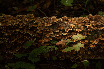 Mushrooms and Maple Leaves