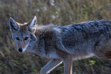 Fototapeta premium Coyote
