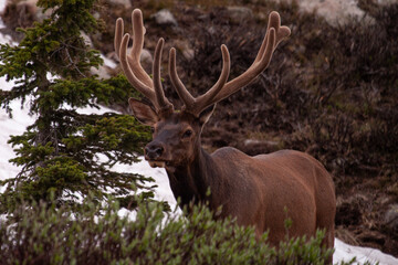 Elk in Forest 4