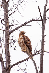 Hawk in Tree, Fall Colorado 2