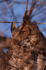 Great Horned Owl 5