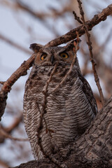 Great Horned Owl 1