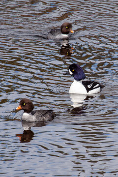 Barrows Goldeneye, Duck, GTNP