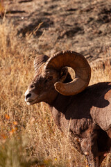 Obraz premium Bighorn Sheep Colorado