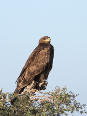 greater spotted eagle or Clanga clanga at Jorbeer carcass dump, Rajasthan, India
