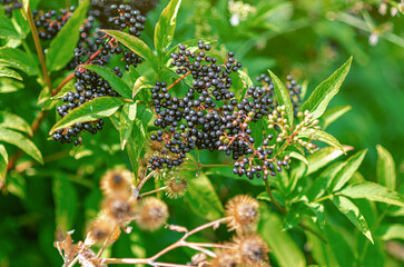 Bunch of black elderberry. Healing homeopathic plants. Selective soft focus. Floral wallpaper.