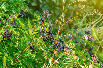 Black ripe elderberry bushes in meadow. Early autumn. Sun rays on plants. Autumn screensaver.