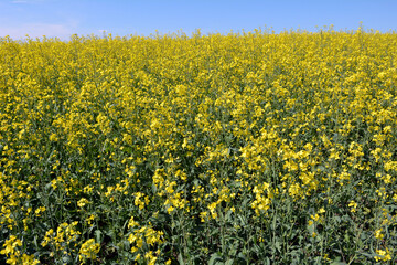 In spring, winter rape blooms in the field