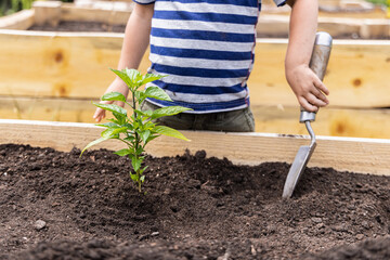 Young gardener is tending to a pepper plant in a raised garden bed, using a small trowel to loosen the soil. Selective focus