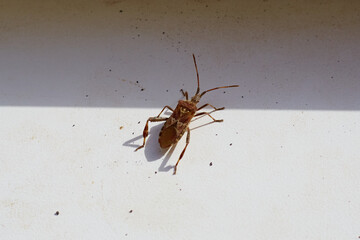 Close-up of a Western Conifer Seed Bug in a trap for beetles — detailed image of Leptoglossus occidentalis on a white background, showcasing the insect's distinctive features