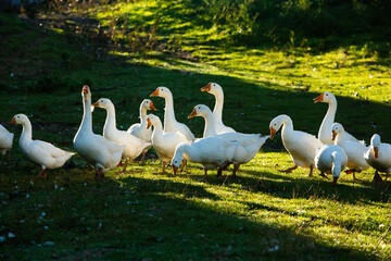 Picturesque Landscape of Rural Moldova. Idyllic Countryside Landscape in Republic of Moldova. Rolling Hills and Farmland in Europe.