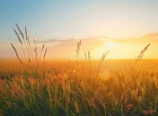 Fototapeta premium Field of wheat under blue sky with white clouds and bright sun