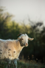 Picturesque Landscape of Rural Moldova. Idyllic Countryside Landscape in Republic of Moldova. Rolling Hills and Farmland in Europe.