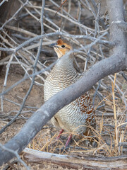 grey francolin or Ortygornis pondicerianus Jorbeer carcass dump,Rajasthan,India