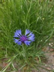 blue flower