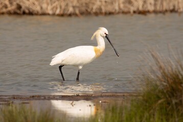 Eurasian Spoonbill near the lake shore