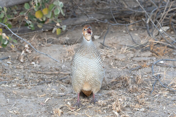 grey francolin or Ortygornis pondicerianus Jorbeer carcass dump,Rajasthan,India