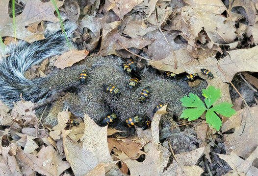 Carrion Beetles