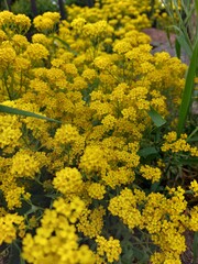 yellow flowers