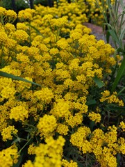 yellow flowers