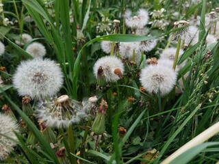 white dandelion © Sylwia