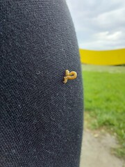 orange larva © Sylwia