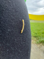 orange larva © Sylwia
