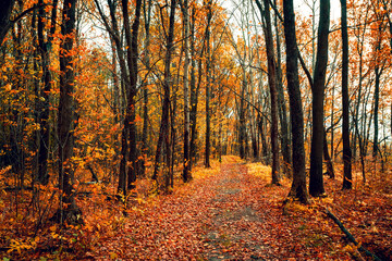 Autumn forest road leaves fall in ground landscape on autumnal background. Colorful foliage in the park. Falling leaves.
