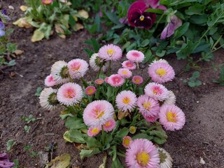 white and pink flowers © Sylwia