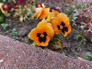 orange flowers