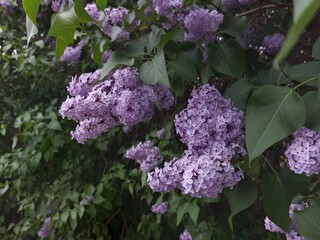 purple flowers