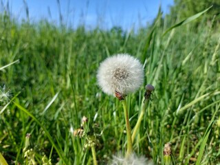 white dandelion © Sylwia