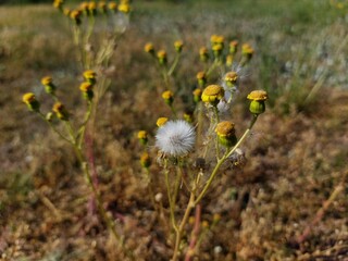 white dandelion © Sylwia