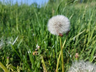 white dandelion © Sylwia