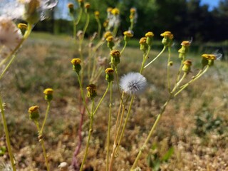 white dandelion © Sylwia