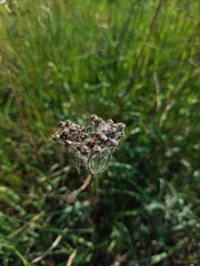 old flower with cobweb