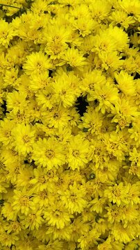 Chrysanthemum, mums, yellow flower background, large buds, close up, full frame, vertical shot