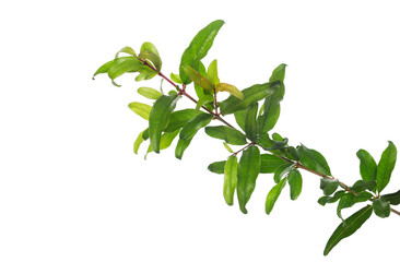 Green pomegranate branch isolated on white
