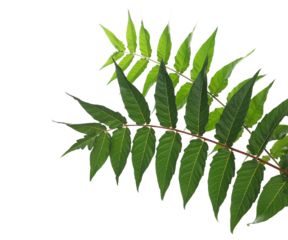 Tree of heaven young branch with leaves isolated on white background, clipping path, Ailanthus altissima

