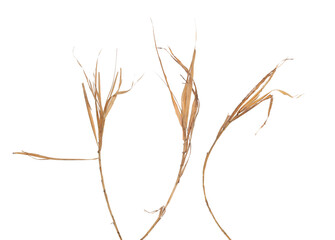 Set of dry dried bamboo rattan leaves isolated on white, clipping