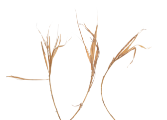 Set of dry dried bamboo rattan leaves isolated on white, clipping