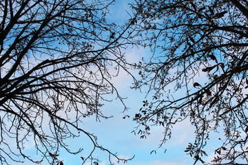 branches of a tree against the sky
