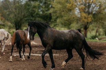 Horses play in the pasture in summer. The horse is in motion, the horse is running.