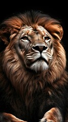 Fototapeta premium A detailed portrait of a lion's face against a dark backdrop, featuring a subtle shadow that enhances the image's depth and realism