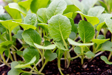 small bok choi seedlings (bok choy or chinese cabbage).