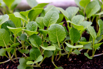 small bok choi seedlings (bok choy or chinese cabbage).