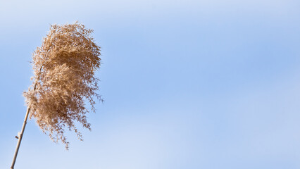 Close-up color photo looking up at a tuft of dry brown seeding grass and a clear  light blue sky...