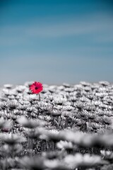 Single colorful flower in a field of white flowers. Uniqueness, standing out, be different. 
