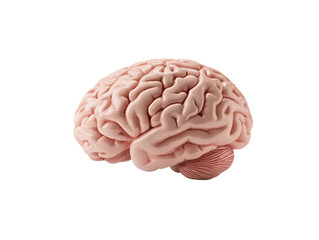 a close up of a brain